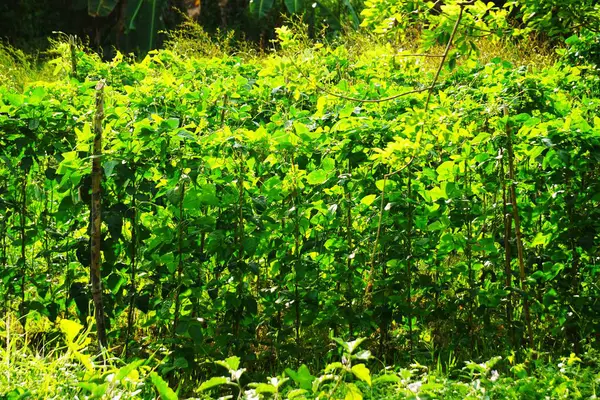 Kalın yeşil yaprakları ve çeşitli bitkileri olan yoğun tropikal orman bitkileri. Filipin kırsalının bereketli, canlı manzarası vahşi doğasını yansıtıyor..