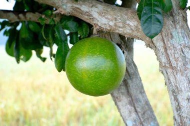Crescentia cujete (kabak ağacı, berenuk), meyve, yuvarlak ve yeşil meyve, gövdeye göre değişir.