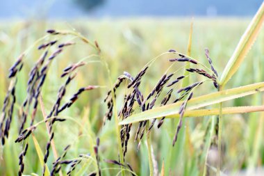 Siyah pirinç. Pirinç tarlasında siyah pirinç fotoğrafı. Pirinç hasat için hazır. Pirinç tarlalarının arka planı.