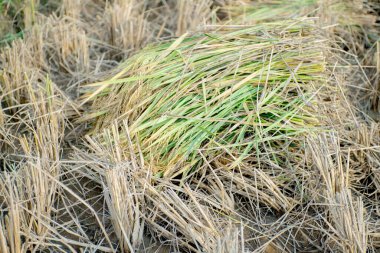 Pirinç yığınları hasat ediliyor, pirinç hala saplarına yapışık, olgunlaşmış pirinç hasat etmeye hazır..