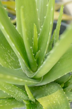 Aloe vera bitki, taze aloe vera açık hava