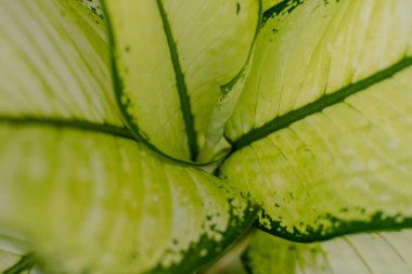 Yapraklar / çiçekler hafif sarımsı bir renkle.