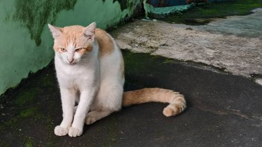 Evcil Sarı Beyaz Kedi, sarı gözlü Evin önünde oturuyor