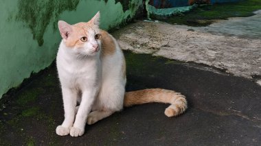 Evcil Sarı Beyaz Kedi, sarı gözlü Evin önünde oturuyor