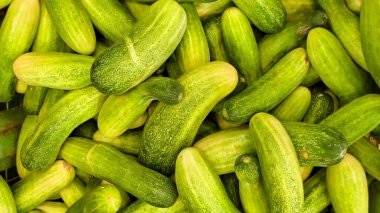 Bir grup taze yeşil salatalık. Mutfak sebzesi olarak kullanılıyor.