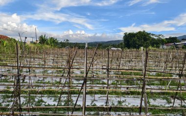 Karpuz bahçesi, hala fidanlar, mavi gökyüzü ve gün boyunca beyaz bulutlar