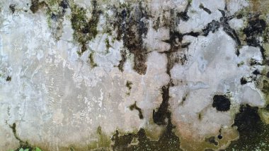 Rutubetli bir yerde yosun oluşturan gri bir çimento duvarının arkaplanı.