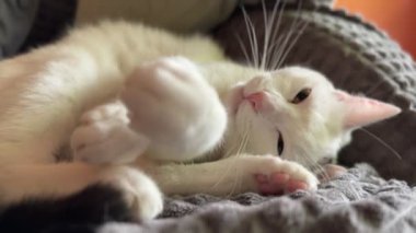 Güzel beyaz bir kedi yumuşak gri bir battaniyenin üzerine uzanır ve sakin ve rahat bir anda pençelerini uzatarak ön pençelerini uzatır. Evdeki rahat ve huzurlu atmosfer.