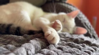 Yumuşak bir battaniyede dinlenen, gerinen ve pençeleriyle yoğuran sevimli beyaz kedi. Evde hoş ve huzurlu bir an, rahat ve rahatlatıcı temalar için mükemmel..