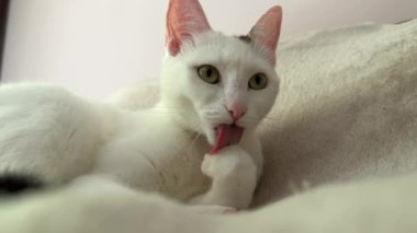 Yumuşak bir battaniyeye uzanmış, patisini yalayan beyaz bir kedinin yakın plan görüntüsü. Samimi sahne, huzurlu bir ev ortamında kedi bakımı davranışlarını ön plana çıkarıyor..