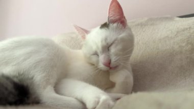 Yumuşak bir battaniyeye uzanmış, patisini yalayan beyaz bir kedinin yakın plan görüntüsü. Samimi sahne, huzurlu bir ev ortamında kedi bakımı davranışlarını ön plana çıkarıyor..
