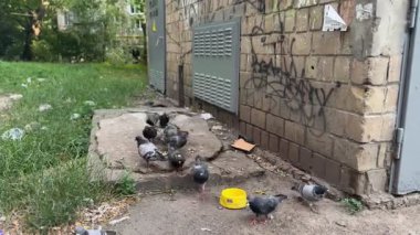 Bir grup şehir güvercini yaz aylarında tipik bir Kyiv avlusunda bir trafo kutusunun yanında dağınık tahılla beslenmek için uçarlar. Yaygın kentsel kuş besleme sahnesi.