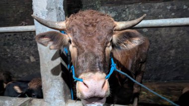 Ahırın içinde kahverengi bir boğanın yakın plan fotoğrafı. Boğanın öne çıkan boynuzları var ve mavi bir iple bağlanmış. Bu görüntü, sığırların geleneksel tarım uygulamalarındaki önemini vurgulayan kırsal atmosfer ve tarım sahnesini yansıtıyor..