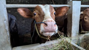 Kırsal bir çiftlik ortamında çitin üzerinden bakan meraklı bir kahverengi ve beyaz buzağının yakın plan çekimi. Buzağı tuhaf bir ifadeyle doğrudan kameraya bakıyor. Yemlikte saman görünür, basit, kırsal bir manzarayı betimler..