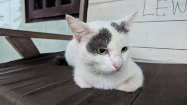 Ayırt edici koyu gri benekleri olan büyüleyici beyaz bir kedi ahşap bir bankta huzur içinde yatıyor. Kedinin rahat duruşu ve nazik ifadesi sakin ve sakin bir anı yakalar. Doğal ortamında sevimli ve sevimli bir evcil hayvan..