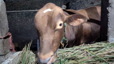 Alnında beyaz bir leke olan, ahırın içinde saman yiyen kahverengi bir ineğin yakın çekimi. İnek doğrudan kameraya bakıyor. Atmosfer kırsal ve kırsal, çiftlik hayvanlarının basit yaşamını vurguluyor. Samanlar taze ve yeşildir. Arka taraf.