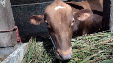 Yakından çekilen bir fotoğraf, etrafındaki otları yiyen kahverengi bir ineği yakalar. Çiftlik hayvanlarının bir parçası olan inek, bir ahırın içinde, kırsal ve tarımsal çevreyi ön plana çıkarıyor. Görüntü, hayvan, çiftçilik ve doğal yaşam arasındaki bağlantıyı vurgular.
