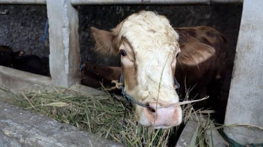 Kahverengi ve beyaz bir inek beton bir sığır ağılında duruyor ve ot yiyor. İnek meraklı bir ifadeyle doğrudan izleyiciye bakar. Bu fotoğraf kırsal hayatın ve çiftlik hayvanlarının özünü yansıtıyor. İnek de çiftliğin merkezinde yer alıyor.