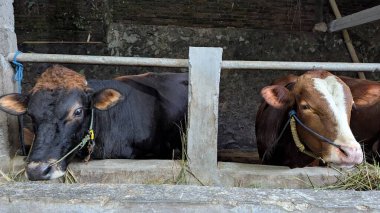 Bir ahırda dinlenen iki inek görülüyor. Biri çoğunlukla kahverengi alınlı siyah, diğeri ise beyaz kahverengidir. İkisi de çiftlikte keyif almaları için bırakılmış otları yiyorlar.