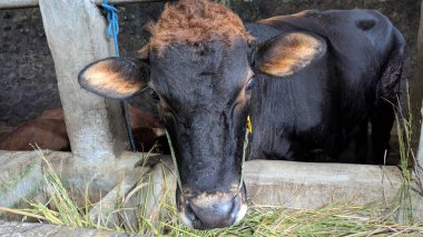Beton bir ahırda saman yiyen kahverengi ve siyah bir ineğin yakın çekimi. İnek doğrudan kameraya bakıyor. İnek beton bir ahırda duruyor. Saman yiyor ve iyi beslenmiş görünüyor. Bu görüntü huzurlu bir kırsal kesim görüntüsü yakalıyor..