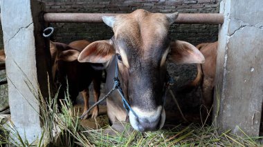 Yakın çekim, kahverengi bir ineği ağılında yakalar. Hayvan iple bağlanmış ve çimenleri kemiriyor. Arka planda diğer inekler görülebiliyor ve kırsal kesime derinlik katıyor.
