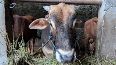 Ahırda ya da çiftlik ortamında kahverengi bir ineğin yakın plan çekimi. Başı belirgin bir şekilde öne çıkan inek odak noktasıdır. Arka planda diğer inekler görülebiliyor ve olay yerine derinlik katıyor. Çimenler etrafa saçılmış.