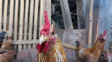 Yakın çekim bir horozun kafasını ve üst gövdesini yakalar, bir çiftlikte gururla durur. Horozun tarağı kahverengi ve ten rengi tüyleriyle çelişen canlı bir kırmızıdır. Diğer tavuklar bulanık arka planda görülebilir, bu da bir virgül olduğunu gösterir.