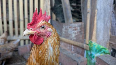Canlı kırmızı tarağı ve altın tüyleri olan yakışıklı bir horozun yakın plan portresi. Kuş doğal bir ortamda yakalanır, muhtemelen bir bahçe ya da çiftlik. Kırsal yaşamın ve evcil hayvanların güzelliğinin bir görüntüsünü sunuyor. Vurucu bir kuş