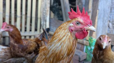 Bir horoz ve kırsal bir tavuk kümesi ortamında birkaç tavuğun yakın çekimi. Canlı kırmızı arması ve kahverengi tüyleriyle horoza odaklan. Bu görüntü, kırsal yaşamın ve evcil hayvanların doğal ortamdaki özünü yansıtıyor..