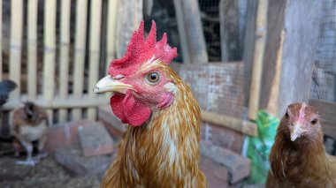 Detaylı bir yakın çekim canlı renkleri yakalar ve çiftlik bahçesindeki bir horozun karmaşık detaylarını. Kırmızı ibikli ve kahverengi tüyleri doğal arka planda çarpıcı bir kontrastlık yaratır. Bu görüntü kümes hayvanlarının güzelliğini vurgular. 