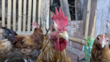 Kırmızı tarağı belirgin bir şekilde sergilenen bir horozun yakın plan çekimi, arka planda tavuklar, bir çiftlikte çitle çevrili bir yerde. Bu görüntü kırsal yaşamın ve sürdürülebilir tarımın özünü yakalıyor..