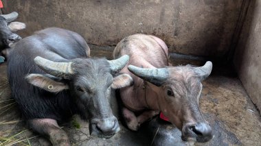 Kırsal bir çiftlik ortamında su buffalolarının yakın plan çekimi. Tanınmış boynuzlarıyla hayvanlar bir ahırda yatarken görülürler. Görüntü, Asya 'daki tarım, çiftlik hayvanı yetiştiriciliği ve kırsal yaşamın özünü yansıtıyor..