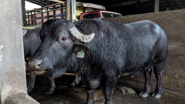 Doğal ışığı olan bir ahırın içinde duran yerli bir su bufalosunun yakın çekimi. Hayvanın kulağında bir etiket ve yüzünde çamurlu işaretler var. Arkasında başka bir bufalo daha görünüyor..