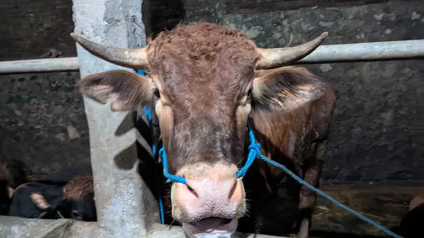 Ahırın içinde kahverengi bir boğanın yakın plan fotoğrafı. Boğanın öne çıkan boynuzları var ve mavi bir iple bağlanmış. Bu görüntü, sığırların geleneksel tarım uygulamalarındaki önemini vurgulayan kırsal atmosfer ve tarım sahnesini yansıtıyor..