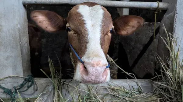 Genç, kahverengi ve beyaz bir buzağının yakın plan portresi. Buzağı meraklı ve masum bir ifadeyle doğrudan kameraya bakıyor. Bu görüntü çiftlik hayvanlarının güzelliğini ve masumiyetini yansıtıyor, insanlarla insanlar arasındaki yakın bağlantıyı vurguluyor. 
