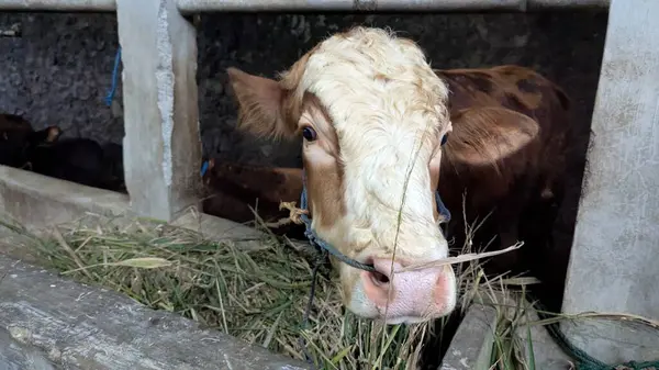 Kahverengi ve beyaz bir inek beton bir sığır ağılında duruyor ve ot yiyor. İnek meraklı bir ifadeyle doğrudan izleyiciye bakar. Bu fotoğraf kırsal hayatın ve çiftlik hayvanlarının özünü yansıtıyor. İnek de çiftliğin merkezinde yer alıyor.