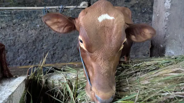 Alnında belirgin beyaz bir yama olan genç bir kahverengi buzağı, kırsal bir ahır ortamında taze yeşil otlarla beslenirken yakından yakına çekiliyor. Görüntü, kırsal kesimdeki çiftlik hayatının sakin bir sahnesini gösteriyor. Hayvanlar arasındaki bağlantıyı vurguluyor.