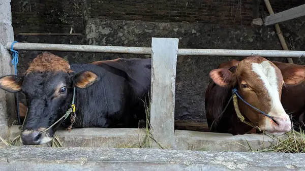 Bir ahırda dinlenen iki inek görülüyor. Biri çoğunlukla kahverengi alınlı siyah, diğeri ise beyaz kahverengidir. İkisi de çiftlikte keyif almaları için bırakılmış otları yiyorlar.