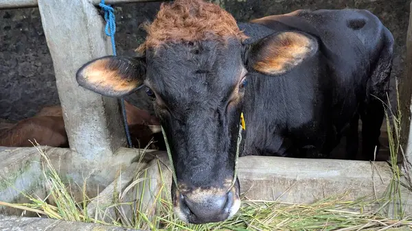 Beton bir ahırda saman yiyen kahverengi ve siyah bir ineğin yakın çekimi. İnek doğrudan kameraya bakıyor. İnek beton bir ahırda duruyor. Saman yiyor ve iyi beslenmiş görünüyor. Bu görüntü huzurlu bir kırsal kesim görüntüsü yakalıyor..