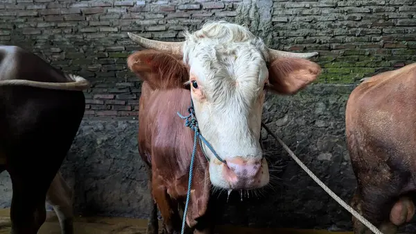 Kahverengi ve beyaz bir ineğin ahırdaki halat halatıyla yakın plan çekimi. İnek bir tuğla duvarın önünde duruyor ve doğrudan kameraya bakıyor. Bu görüntü kırsal yaşamın ve çiftlik hayvanlarının özünü yansıtıyor..