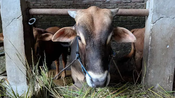Yakın çekim, kahverengi bir ineği ağılında yakalar. Hayvan iple bağlanmış ve çimenleri kemiriyor. Arka planda diğer inekler görülebiliyor ve kırsal kesime derinlik katıyor.