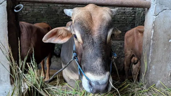 Ahırda ya da çiftlik ortamında kahverengi bir ineğin yakın plan çekimi. Başı belirgin bir şekilde öne çıkan inek odak noktasıdır. Arka planda diğer inekler görülebiliyor ve olay yerine derinlik katıyor. Çimenler etrafa saçılmış.