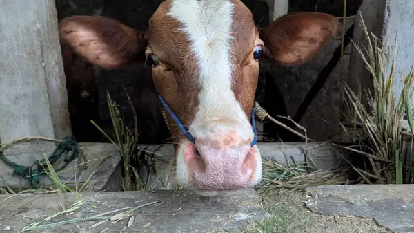 Yakın plan bir portre, yıpranmış ahşap bir çitin arkasından bakan genç kahverengi ve beyaz bir ineğin meraklı yüzünü yakalar. Görüntü, hayvanın nazik özelliklerini ve kırsal yapısını vurguluyor. Bu da çiftlik yaşamını çağrıştırıyor..
