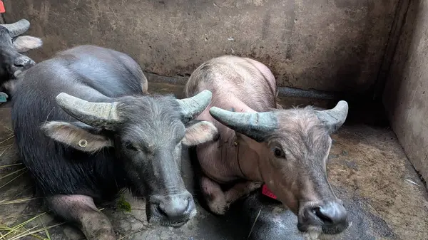 Kırsal bir çiftlik ortamında su buffalolarının yakın plan çekimi. Tanınmış boynuzlarıyla hayvanlar bir ahırda yatarken görülürler. Görüntü, Asya 'daki tarım, çiftlik hayvanı yetiştiriciliği ve kırsal yaşamın özünü yansıtıyor..