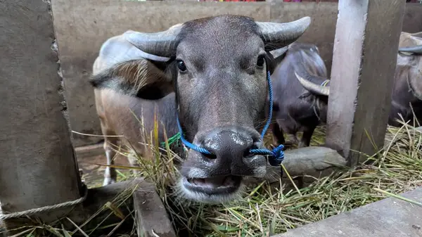 Bir su bufalosunun (Bubalus bubalis) yakın plan portresi ya da ambar içinde. Hayvan boynuzları görünür bir şekilde kameraya bakıyor. Su bufalosu samanların arasında duruyor. Bu görüntü kırsal yaşamı ve çiftlik hayvanlarını yakalıyor.