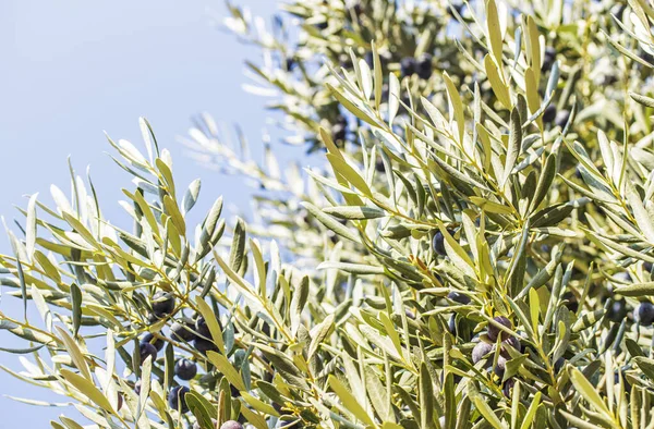 Reife Oliven Auf Den Zweigen Eines Olivenbaums — Stockfoto
