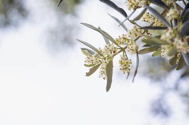 Gökyüzüne karşı zeytin ağacı çiçekleri