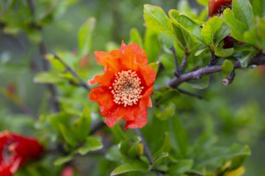 Kırmızı turuncu nar ağacı çiçeği yeşil yapraklara yakın çekim