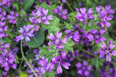 Yüksek ya da Uzun Mallow bitkisel bitkidir. Malva Sylvestris, Malvaceae familyasından bir kuş türü.. 