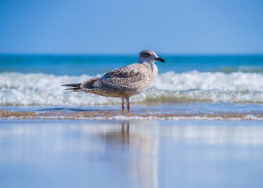 Güneşli bir günde Sığ Denizde Duran Martı